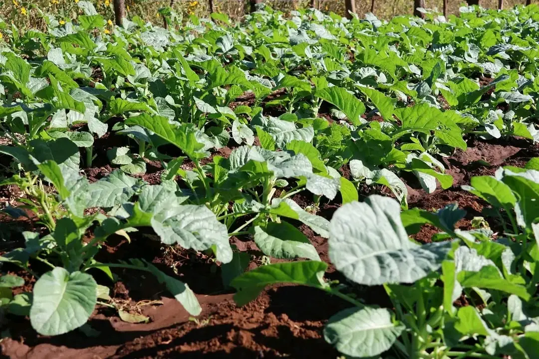 WhatsApp Image 2025-10-18 at 08.54.58 (1) WhatsApp Image 2025-10-18 at 08.54.58 (1)