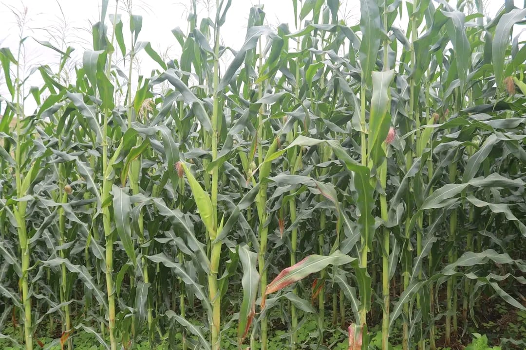 WhatsApp Image 2025-10-30 at 13.57.32