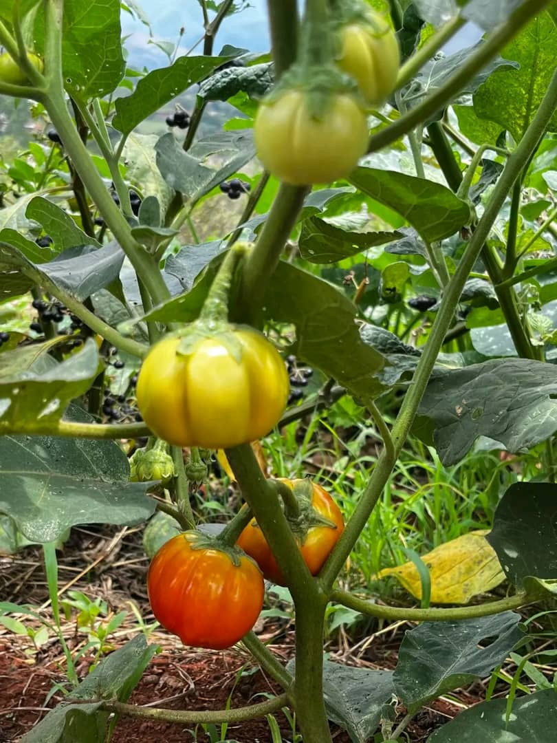 WhatsApp Image 2025-11-18 at 08.35.16_098cdbeb