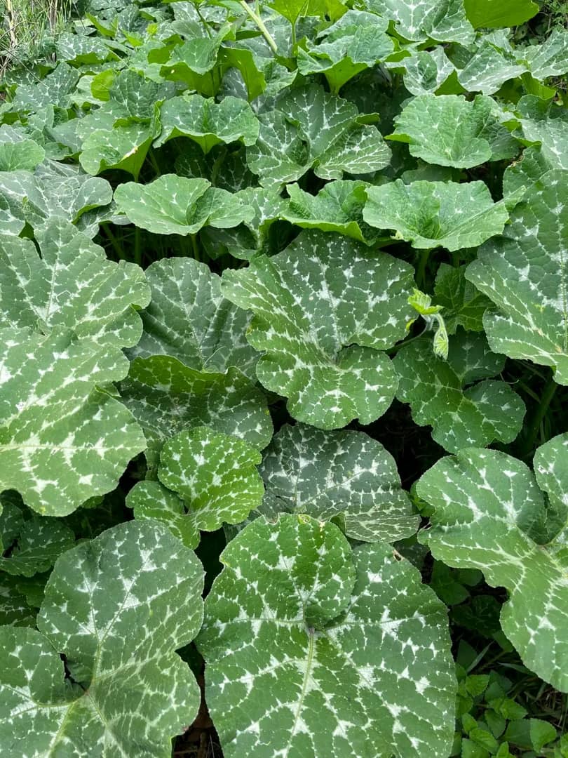 WhatsApp Image 2025-11-18 at 08.35.17_22cd28d5