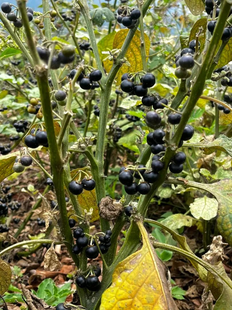 WhatsApp Image 2025-11-18 at 08.35.18_4f89c9ef