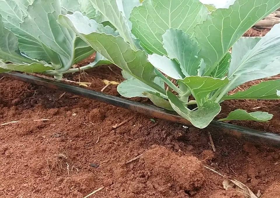 IMG-20251208-WA0008 IMG-20251208-WA0008