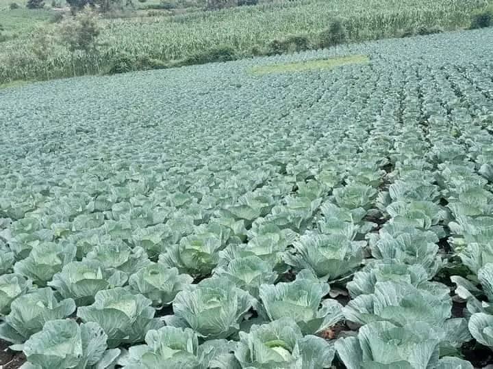 IMG-20251208-WA0009 IMG-20251208-WA0009