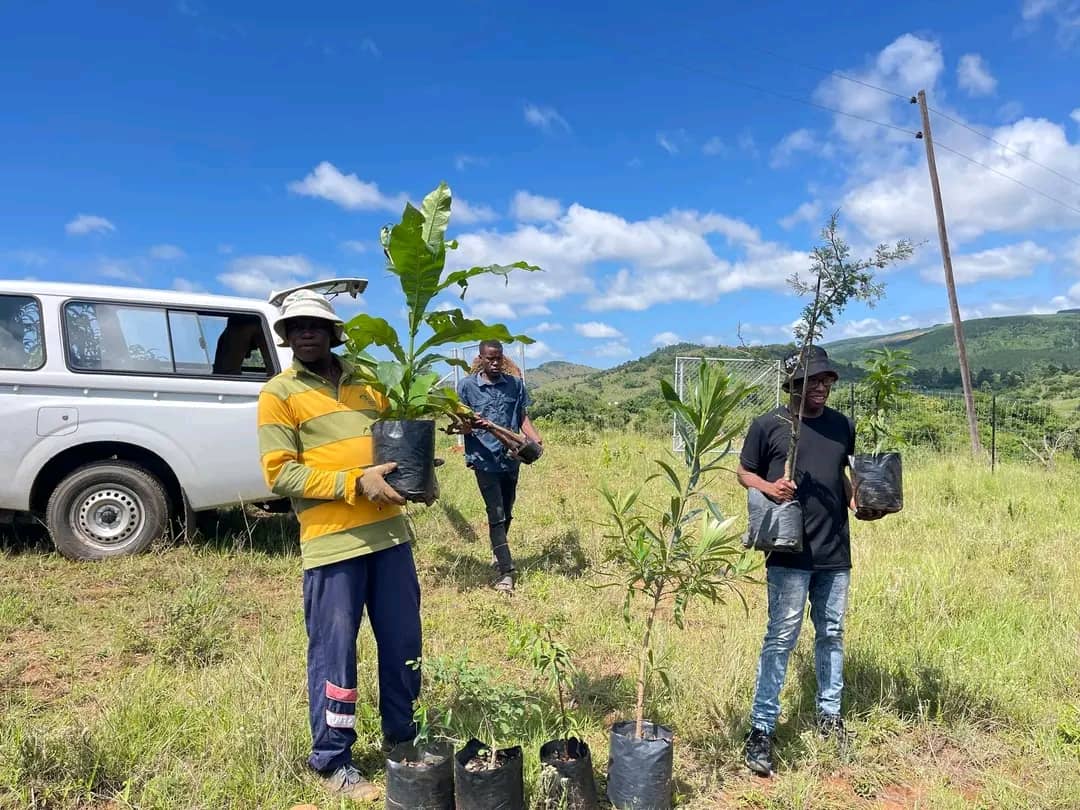 85 TREES DONATED TO VELEZIZWENI DONGA RESTORATION - Agribusiness Media