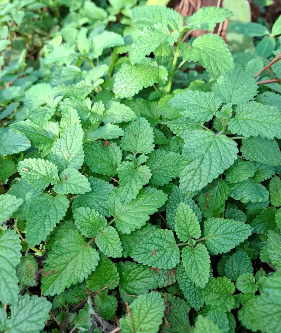 IMG-20251227-WA0009 IMG-20251227-WA0009