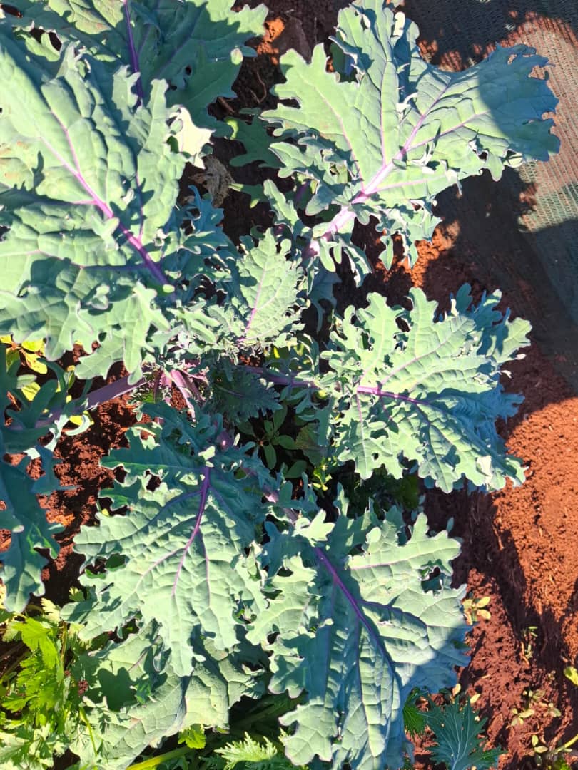 IMG-20251227-WA0010 IMG-20251227-WA0010