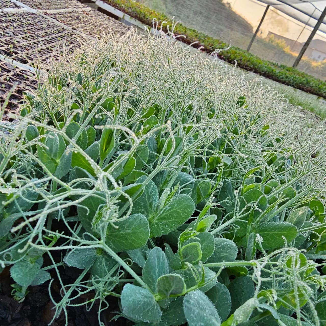 IMG-20251227-WA0011 IMG-20251227-WA0011