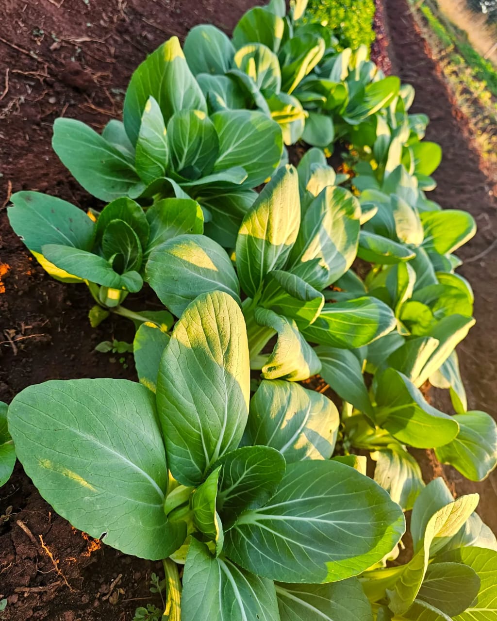 IMG-20251227-WA0012 IMG-20251227-WA0012