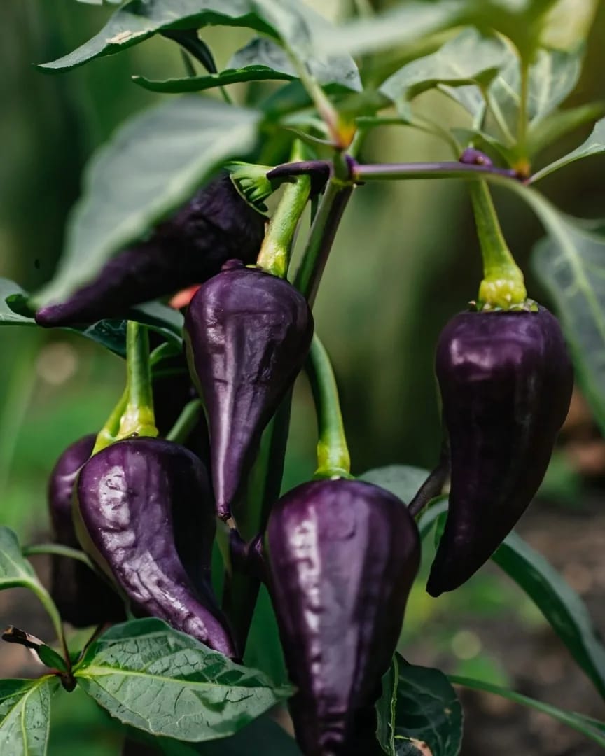 IMG-20251227-WA0013 IMG-20251227-WA0013