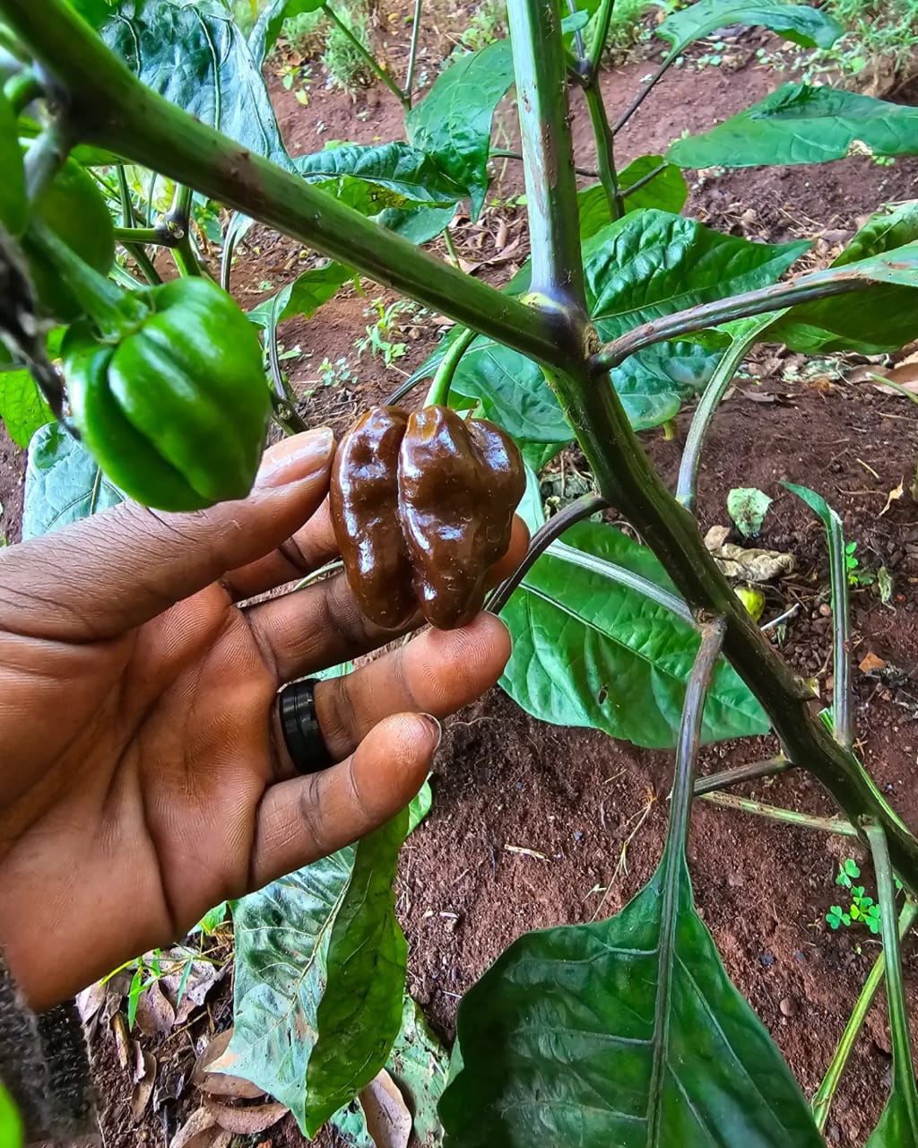 IMG-20251227-WA0014 IMG-20251227-WA0014