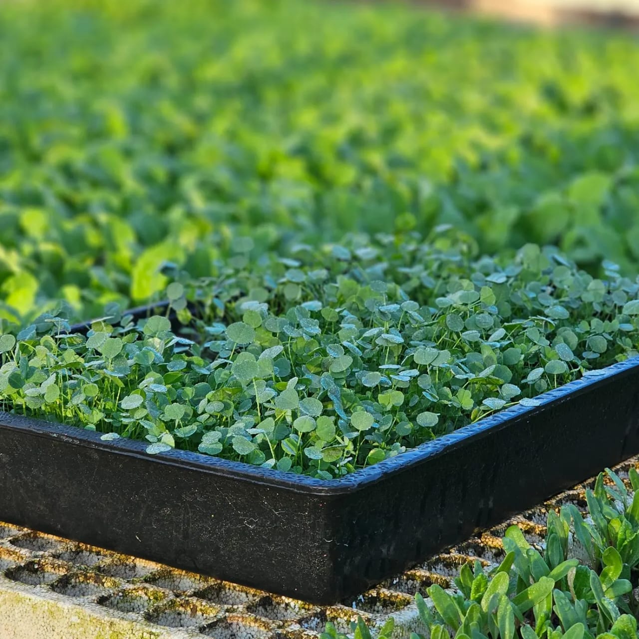 IMG-20251227-WA0015 IMG-20251227-WA0015