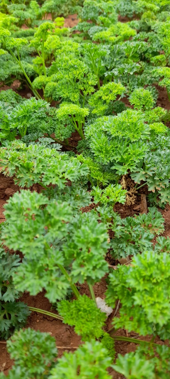 IMG-20251227-WA0017 IMG-20251227-WA0017