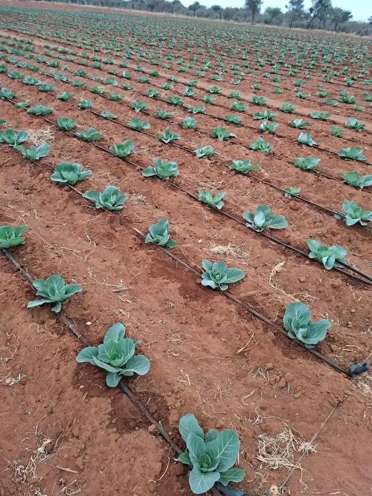 WhatsApp Image 2025-12-08 at 08.35.43_84be3362 WhatsApp Image 2025-12-08 at 08.35.43_84be3362