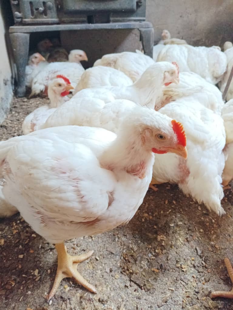 WhatsApp Image 2026-01-15 at 12.15.52 PM