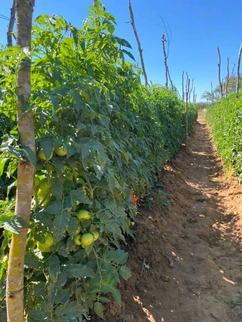 WhatsApp Image 2026-01-20 at 11.37.47 AM WhatsApp Image 2026-01-20 at 11.37.47 AM