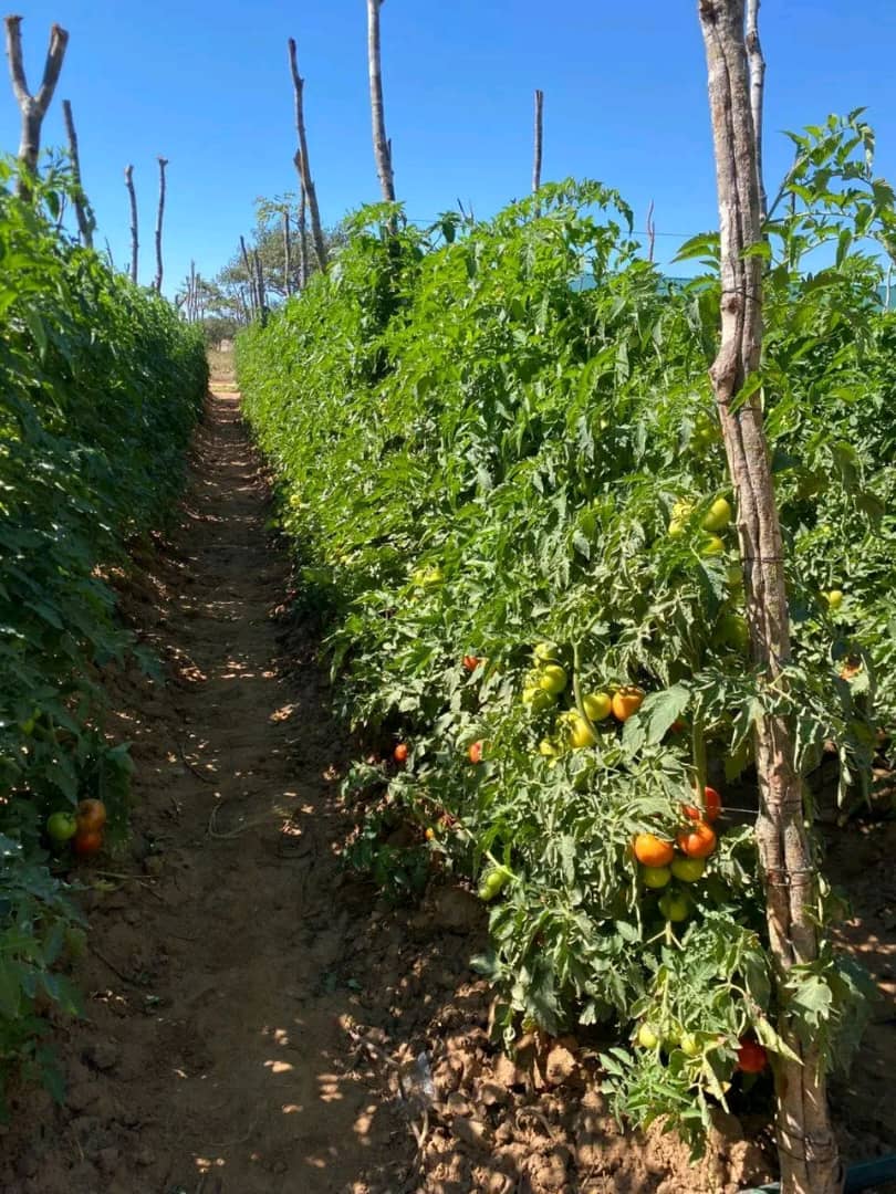 WhatsApp Image 2026-01-20 at 11.37.48 AM WhatsApp Image 2026-01-20 at 11.37.48 AM