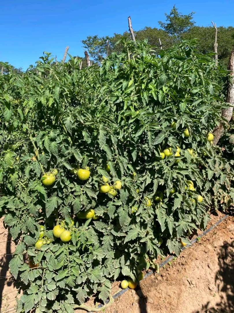 WhatsApp Image 2026-01-20 at 11.37.51 AM (2) WhatsApp Image 2026-01-20 at 11.37.51 AM (2)