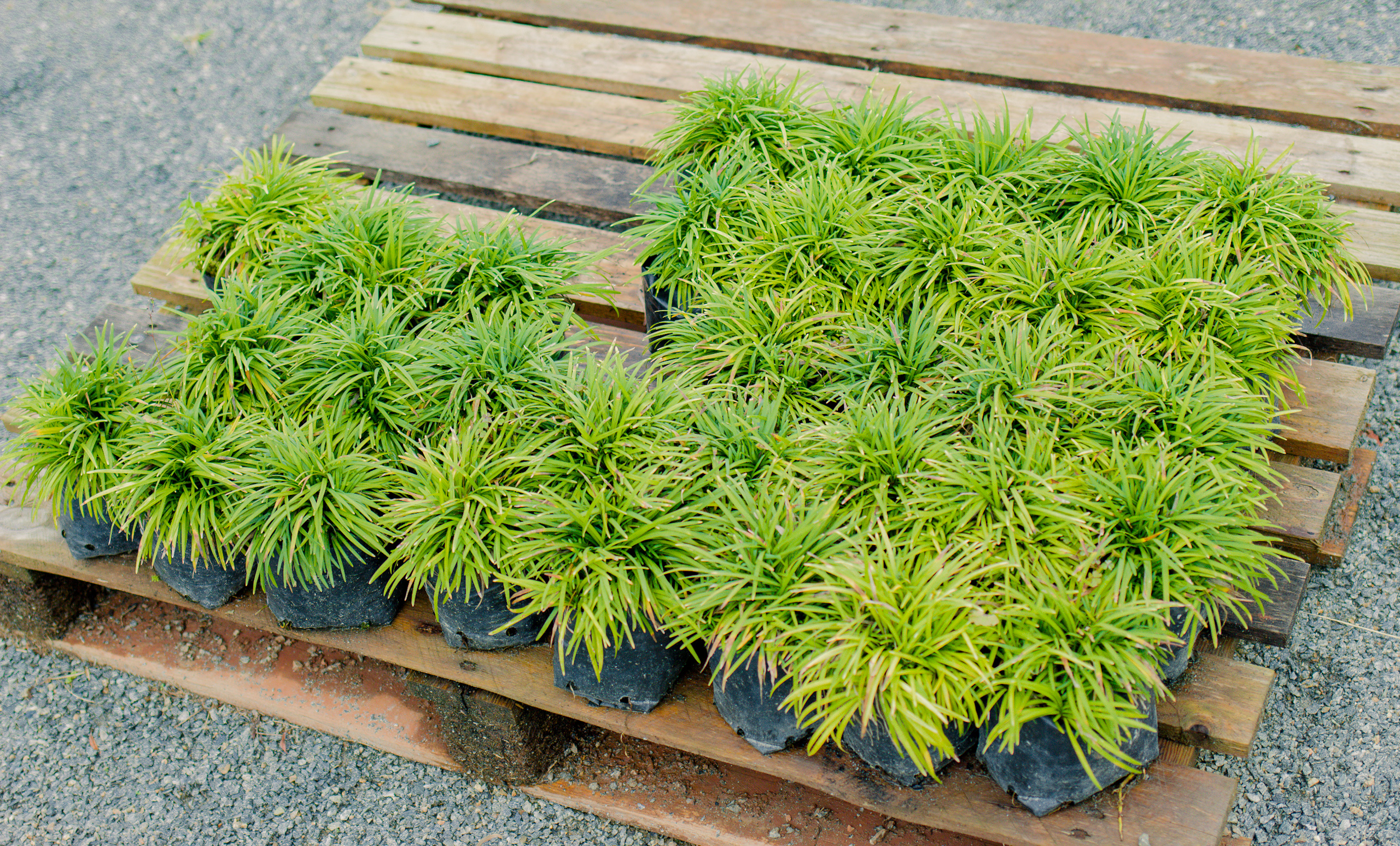 IMG_9946 (1) (1) IMG_9946 (1) (1)