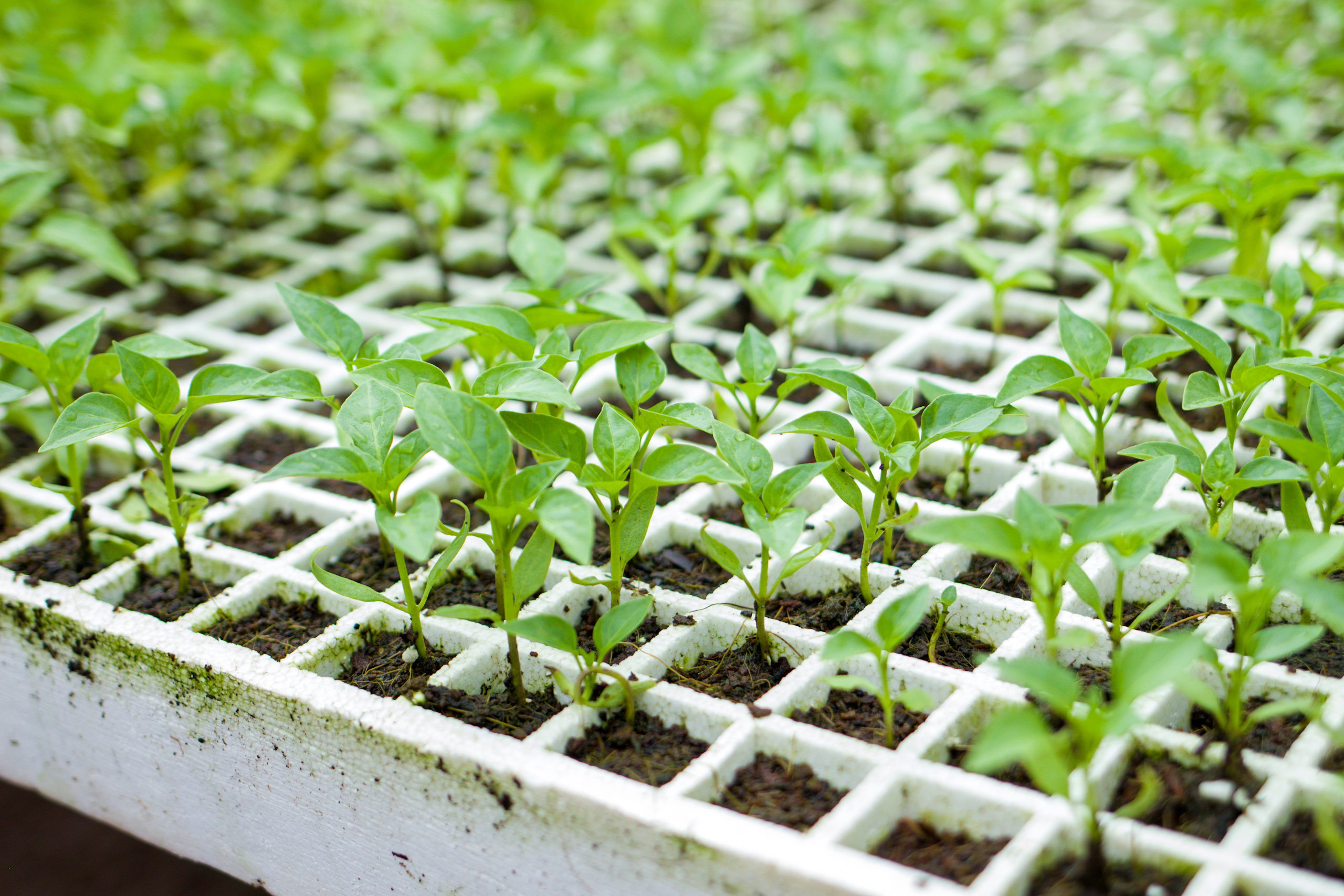 IMG_9963 (2) (1) IMG_9963 (2) (1)